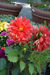 Painter Sunfire Dahlia (Dahlia '09-089-02') at Lakeshore Garden Centres