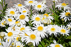 Carpet Angel Daisy (Leucanthemum x superbum 'Carpet Angel Daisy') at Lakeshore Garden Centres