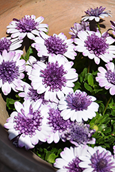 4D Violet Ice African Daisy (Osteospermum 'KLEOE18048') at Lakeshore Garden Centres