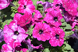 Headliner Electric Purple Sky Petunia (Petunia 'KLEPH20513') at Lakeshore Garden Centres