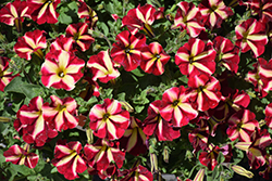 ColorRush Merlot Star Petunia (Petunia 'Balcushmers') at Lakeshore Garden Centres