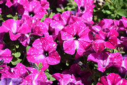 Headliner Enchanted Sky Petunia (Petunia 'KLEPH20580') at Lakeshore Garden Centres
