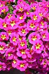 Bumble Bee Hot Pink Calibrachoa (Calibrachoa 'Balumotink') at Lakeshore Garden Centres