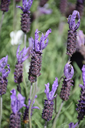 Dedication Spanish Lavender (Lavandula stoechas 'Dedication') at Lakeshore Garden Centres