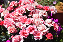 SuperTrouper Silver Pink Carnation (Dianthus caryophyllus 'KLEDP07093') at Lakeshore Garden Centres