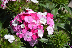 Amazon Rose Magic Pinks (Dianthus 'PAS247291') at Lakeshore Garden Centres