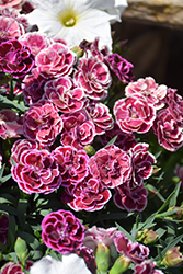 SuperTrouper Lilac on Purple Carnation (Dianthus caryophyllus 'KLEDP07092') at Lakeshore Garden Centres