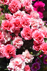 SuperTrouper Silver Pink Carnation (Dianthus caryophyllus 'KLEDP07093') at Lakeshore Garden Centres