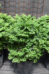 Jacqueline Hillier Elm (Ulmus x hollandica 'Jacqueline Hillier') at Lakeshore Garden Centres