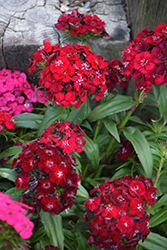Sweet Red Sweet William (Dianthus barbatus 'PAS292338') at Lakeshore Garden Centres
