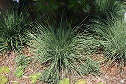 Arctic Frost Mat Rush (Lomandra longifolia 'Arctic Frost') at Lakeshore Garden Centres