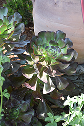 Cyclops Giant Red Aeonium (Aeonium 'Cyclops') at Lakeshore Garden Centres