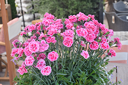 Oscar Violet and Pink Carnation (Dianthus caryophyllus 'KLEDP17262') at Lakeshore Garden Centres