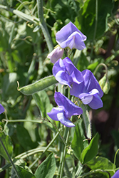 Sweet Pea (Lathyrus odoratus) at Lakeshore Garden Centres