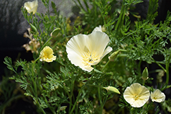White California Poppy (Eschscholzia californica 'Alba') at Lakeshore Garden Centres