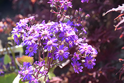 Giovanna's Select Senecio (Senecio stellata 'Giovanna's Select') at Lakeshore Garden Centres