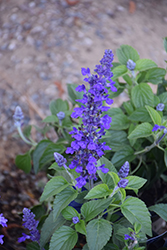 Mysty Salvia (Salvia 'Balsalmysty') at Lakeshore Garden Centres