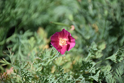 Carmine King California Poppy (Eschscholzia californica 'Carmine King') at Lakeshore Garden Centres