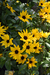 Sunbelievable Golden Girl Helianthus (Helianthus annuus 'TMSNBLEV16/1') at Lakeshore Garden Centres