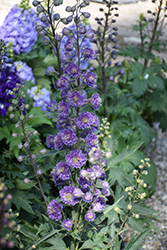 Highlander Bolero Larkspur (Delphinium 'Highlander Bolero') at Lakeshore Garden Centres