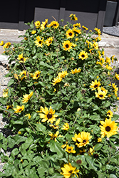 Sunbelievable Brown Eyed Girl Helianthus (Helianthus annuus 'TMSNBLEV01') at Lakeshore Garden Centres