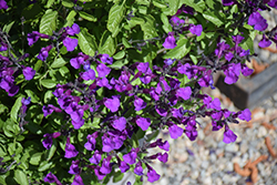 Vibe Ignition Purple Sage (Salvia x jamensis 'Ignition Purple') at Lakeshore Garden Centres