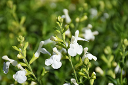 Vibe Ignition White Sage (Salvia x jamensis 'Ignition White') at Lakeshore Garden Centres