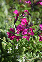 Vibe Ignition Fuchsia Sage (Salvia x jamensis 'Ignition Fuchsia') at Lakeshore Garden Centres