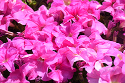 Limbo Sweet Pink Petunia (Petunia 'Limbo Sweet Pink') at Lakeshore Garden Centres