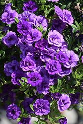 MiniFamous Neo Double Silver Blue Calibrachoa (Calibrachoa 'KLECA16364') at Lakeshore Garden Centres