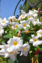 My Fair Lady Mandevilla (Mandevilla sanderi 'My Fair Lady') at Lakeshore Garden Centres