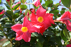 Scarlet Pimpernel Mandevilla (Mandevilla sanderi 'Scarlet Pimpernel') at Lakeshore Garden Centres