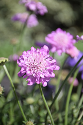 Giga Pink Pincushion Flower (Scabiosa columbaria 'Giga Pink') at Lakeshore Garden Centres