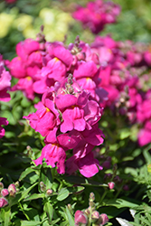 Snapshot Purple Snapdragon (Antirrhinum majus 'PAS409644') at Lakeshore Garden Centres
