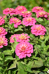Magellan Pink Zinnia (Zinnia 'Magellan Pink') at Lakeshore Garden Centres