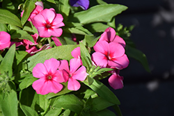 21st Century Pink Phlox (Phlox drummondii '21st Century Pink') at Lakeshore Garden Centres