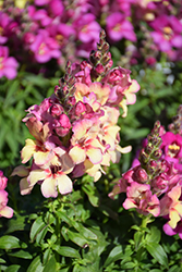 Peachy Dragon Snapdragon (Antirrhinum majus 'Peachy Dragon') at Lakeshore Garden Centres