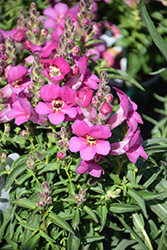 Rosey Dragon Snapdragon (Antirrhinum majus 'Rosey Dragon') at Lakeshore Garden Centres
