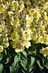 Buttery Dragon Snapdragon (Antirrhinum majus 'Buttery Dragon') at Lakeshore Garden Centres