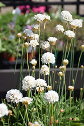 Ballerina White False Sea Thrift (Armeria pseudarmeria 'Ballerina White') at Lakeshore Garden Centres