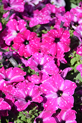Headliner Enchanted Sky Petunia (Petunia 'KLEPH20580') at Lakeshore Garden Centres