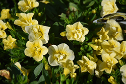 MiniFamous Double Compact Lemon Calibrachoa (Calibrachoa 'MiniFamous Double Compact Lemon') at Lakeshore Garden Centres