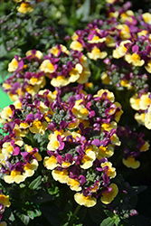SunGlow Yellow Bicolor Nemesia (Nemesia 'Penrhub') at Lakeshore Garden Centres