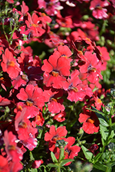 Babycakes Little Cherry Nemesia (Nemesia 'Babycake Little Cherry') at Lakeshore Garden Centres