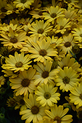 Serenity Deep Yellow African Daisy (Osteospermum 'Serenity Deep Yellow') at Lakeshore Garden Centres