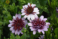 4D Berry White African Daisy (Osteospermum 'KLEOE15257') at Lakeshore Garden Centres