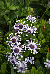 Margarita White Spoon African Daisy (Osteospermum 'Margarita White Spoon') at Lakeshore Garden Centres