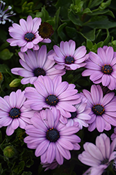 Serenity Pink African Daisy (Osteospermum 'Balserpinkim') at Lakeshore Garden Centres