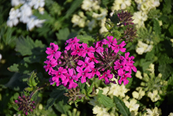 Homestead Hot Pink Verbena (Verbena 'Homestead Hot Pink') at Lakeshore Garden Centres