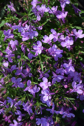 Early Springs Lavender Pink Lobelia (Lobelia erinus 'KLELE12474') at Lakeshore Garden Centres